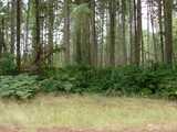 10810 Madrona  in Anderson Island
