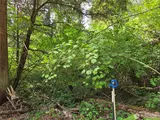 22041 Clear Lake  in Yelm