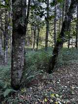 14413 109th  in Gig Harbor