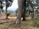 17616 Vine  in Yelm