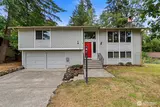 611 Cougar  in Olympia