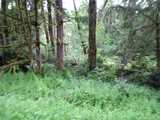 11513 Breaker  in Anderson Island