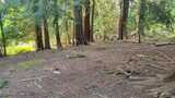 10130 Lookout  in Olympia