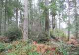 10315 107th  in Anderson Island