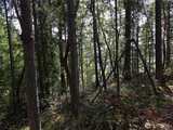 22137 Clear Lake  in Yelm